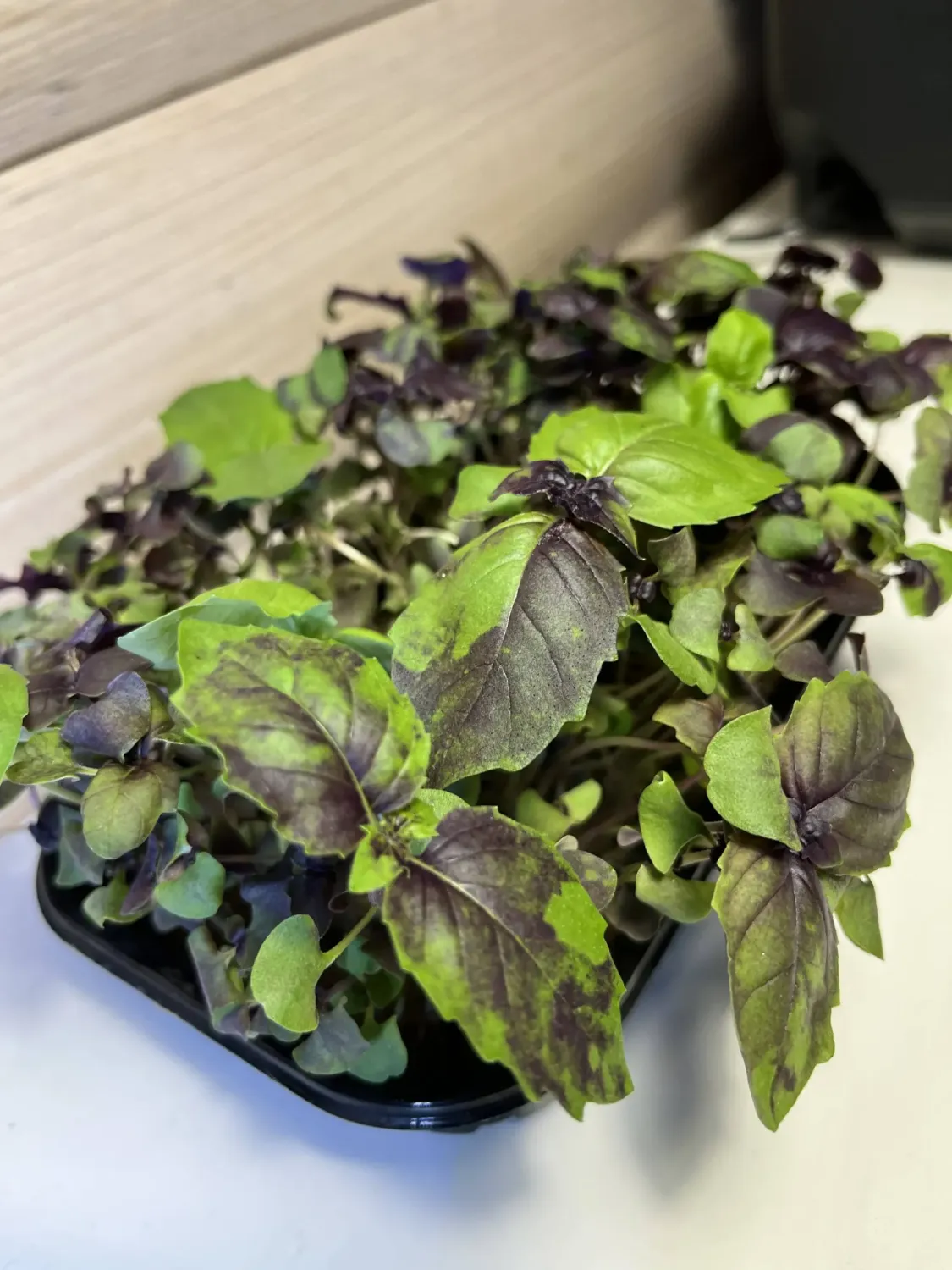 Микрозелень Базилик фиолетовый фото 2